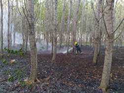 három hektáron foltokban égett az erdő aljnövényzete