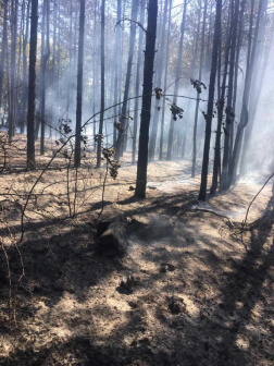 Tűz fenyőerdő aljnövényzetére is átterjedt