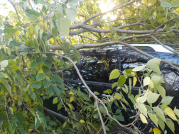 Nyolc méteres faág szakadt egy parkoló autóra