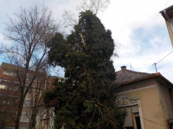 A ceglédi hivatásos tűzoltók végezték a műszaki mentési feladatokat