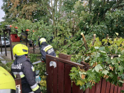 Kidőlt fák, leszakadt ágak adatak munkát a tűzoltóknak