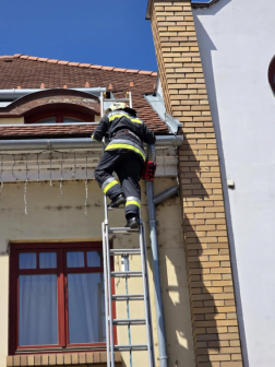 Kis kacsákat mentettek a tűzoltók