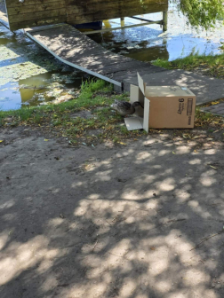 Kis kacsákat mentettek a tűzoltók