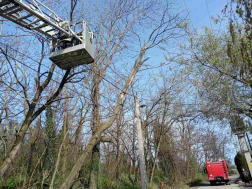 Kidőlt fák, leszakadt ágak adtak munkát a tűzoltóknak