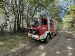 Nyárfaerdő aljnövényzete égett