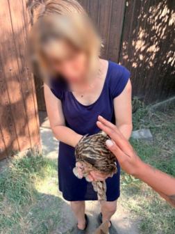 A madarat a dömsödi tűzoltók mentették le