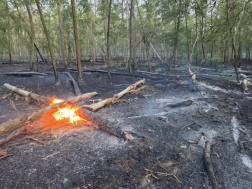 Nyárfaerdő aljnövényzete égett 