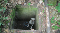 Közel két méter mély aknába esett a kutya