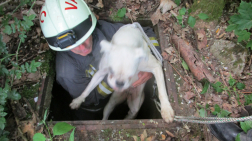 A tűzoltók kézi erővel mentették ki a kutyát az aknából