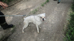 A kutya látható sérülések nélkül megúszta a kalandot