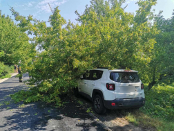 Szigetmonostoron egy autóra dőlt a fa