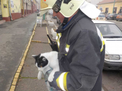 Macskát mentettek a ceglédi tűzoltók