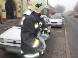 A ceglédi tűzoltók végezték a mentést