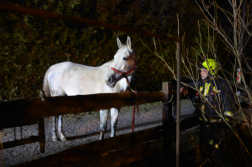 Öt lovat mentettek ki a tűzoltók